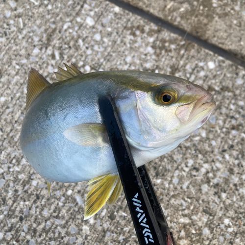 ショゴの釣果