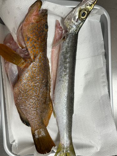 カマスの釣果