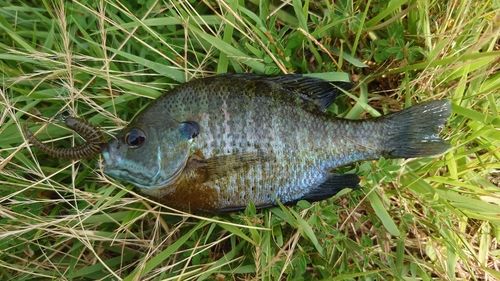 ブルーギルの釣果