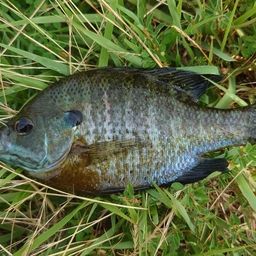 ブルーギル
