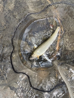 アユの釣果