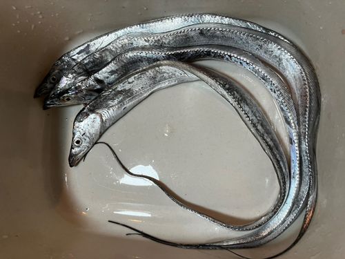 タチウオの釣果