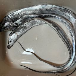 タチウオ