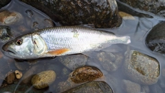 ハスの釣果