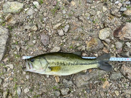 ラージマウスバスの釣果