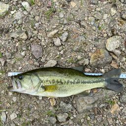 ラージマウスバス