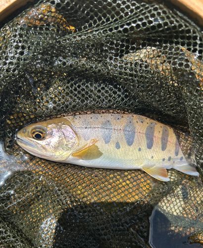 ヤマメの釣果