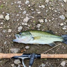 ラージマウスバス