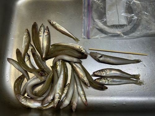 シロギスの釣果