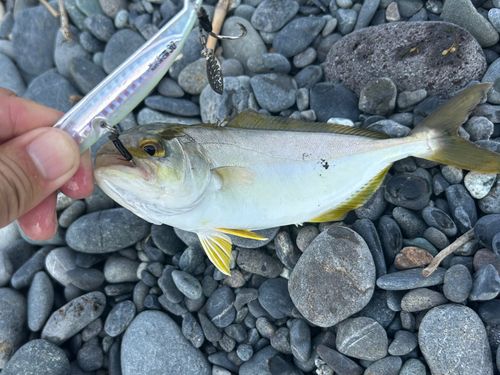 ショゴの釣果