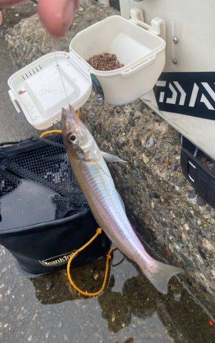 キスの釣果