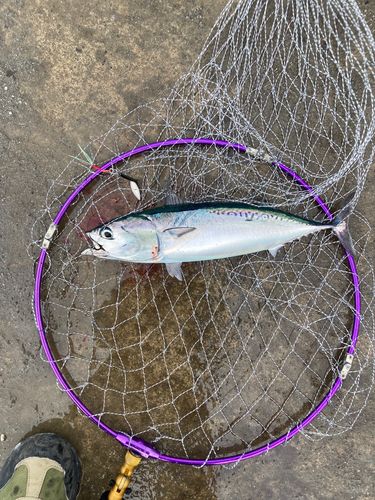 タコの釣果