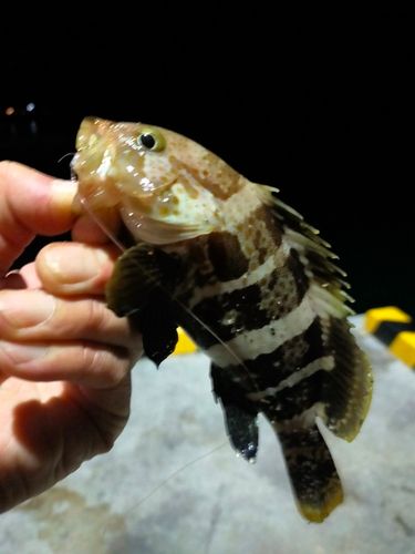 アオハタの釣果