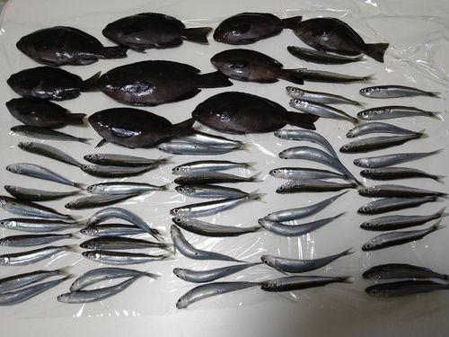 トウゴロウイワシ