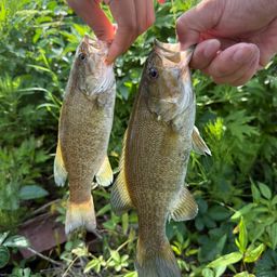 スモールマウスバス