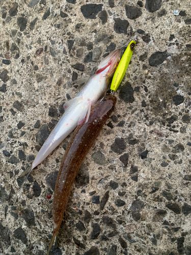 エソの釣果