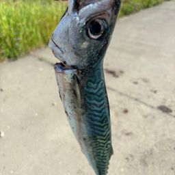 サバ