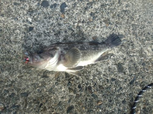 クロソイの釣果
