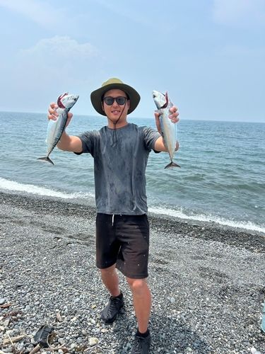 ソウダガツオの釣果