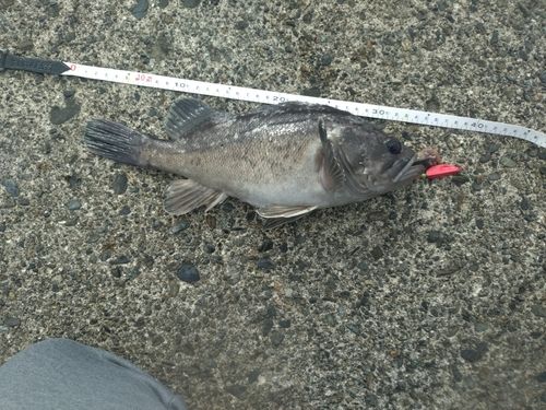 クロソイの釣果