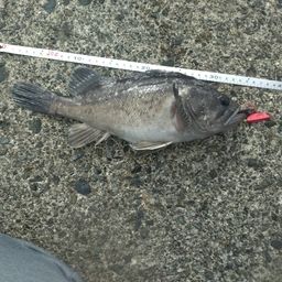 クロソイ