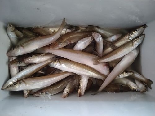 キスの釣果
