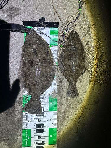 ヒラメの釣果