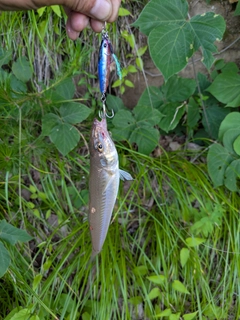 シロギスの釣果