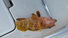 キジハタの釣果