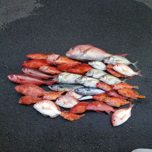 アカチビキの釣果