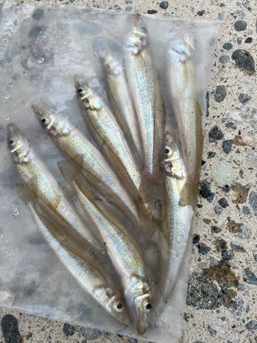 シロギスの釣果