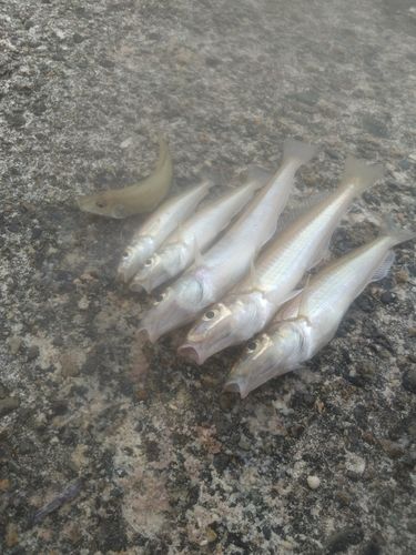 キスの釣果