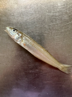 キスの釣果