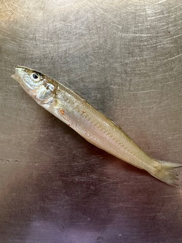キスの釣果