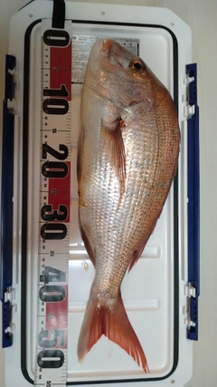 マダイの釣果