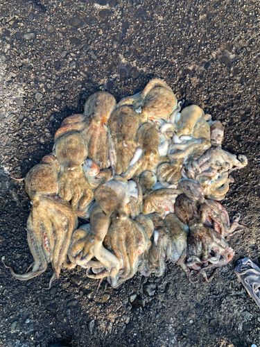 タコの釣果