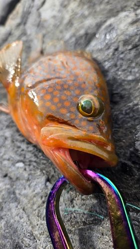 キジハタの釣果