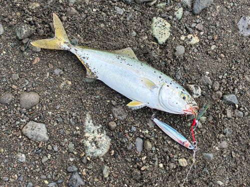 ワカシの釣果