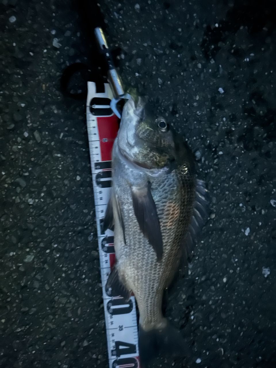 DAIWA 21スティーズ A TW HLC 7.1Lの最安値・インプレ・釣果