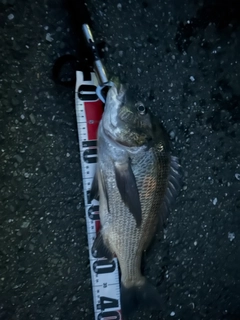 クロダイの釣果