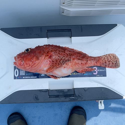 イズカサゴの釣果