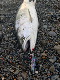 サクラマスの釣果
