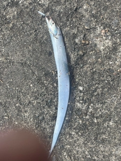 タチウオの釣果