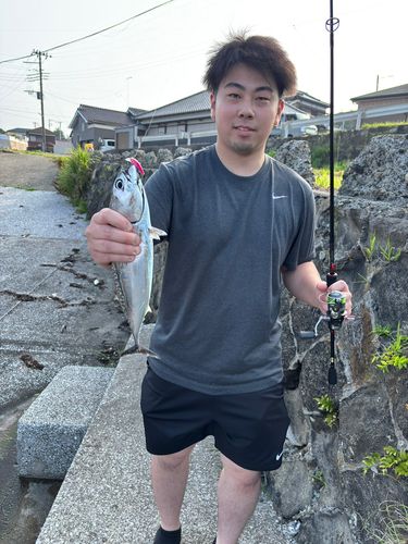 ソウダガツオの釣果