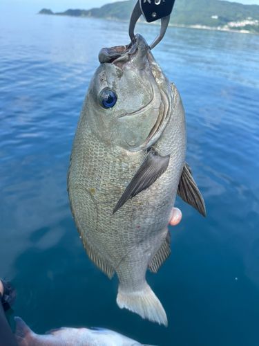 グレの釣果