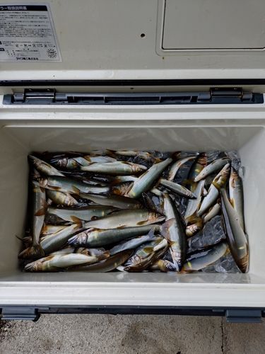アユの釣果