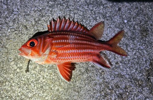 アヤメエビスの釣果