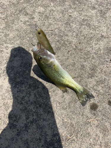 ブラックバスの釣果