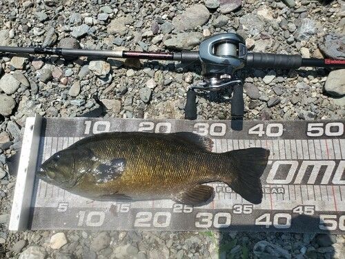 スモールマウスバスの釣果