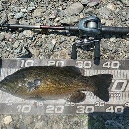 スモールマウスバス